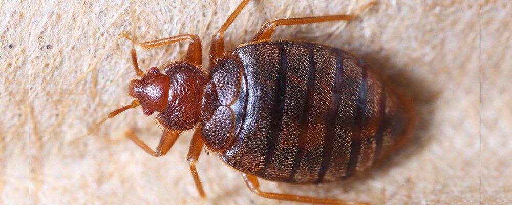 Bedbug Control service