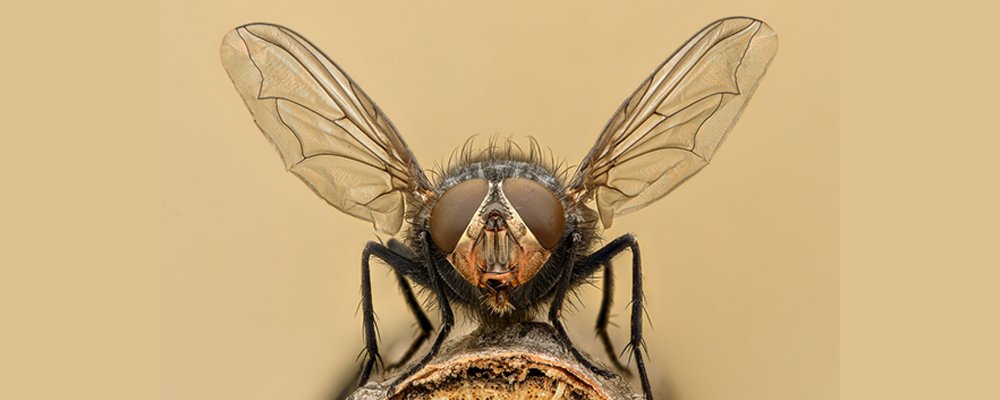 Flies Control service