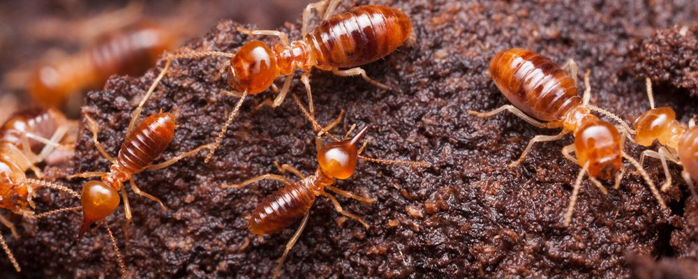 Termite Control image
